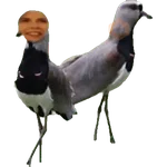 Sem Frescura