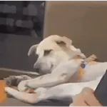 🌀⚡ PERROS Tiktok Viral 😎🌟 