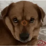 🌀⚡ PERROS Tiktok Viral 😎🌟 
