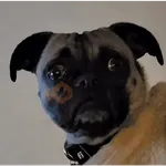 🌀⚡ PERROS Tiktok Viral 😎🌟 