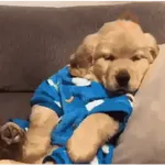 🌀⚡ PERROS Tiktok Viral 😎🌟 