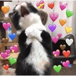 GATOS CHEIOS DE AMOR 💕