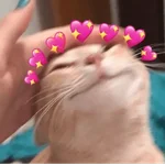 GATOS CHEIOS DE AMOR 💕