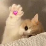 GATOS CHEIOS DE AMOR 💕