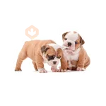 Lomitos (Perritos) de Internet