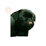 Lomitos (Perritos) de Internet