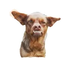 Lomitos (Perritos) de Internet