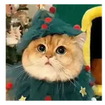 Gatito navidad 🎄😺