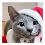 Gatito navidad 🎄😺
