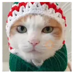 Gatito navidad 🎄😺
