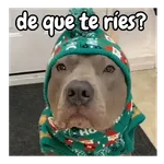 Navidad de perritos 🎅🐕