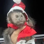 🐒🎄 Changos Monos Navidad 🎄🐒