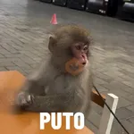 monitos bonitos 