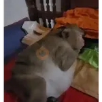 monitos bonitos 