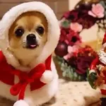 Navidad Chihuahua 🐾🎄✨
