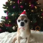 Navidad Chihuahua 🐾🎄✨