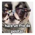 frío de perros 🥶🐕