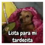 frío de perros 🥶🐕