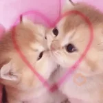 Amor Amor Amor❤️