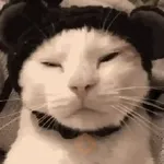 Gatinhos + preguiça + frio