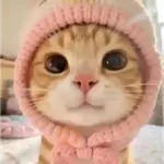 Gatinhos + preguiça + frio