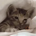 Gatinhos + preguiça + frio