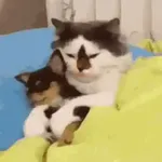 Gatinhos + preguiça + frio
