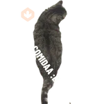 Gatos