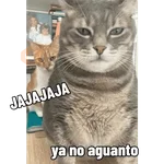 Gatos