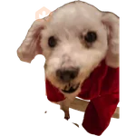 Snoopy 