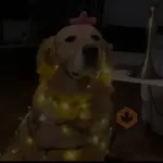 Christmas/Navidad/Diciembre🎉🎄🎅