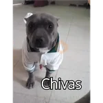 chivas