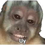 Monitos reacciones🐒🐵