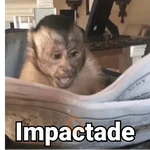 Monitos reacciones🐒🐵