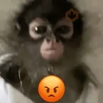 Monitos reacciones🐒🐵