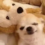 Doguinhos + preguiça + frio