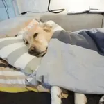 Doguinhos + preguiça + frio