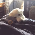 Doguinhos + preguiça + frio