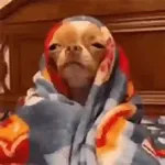 Doguinhos + preguiça + frio