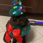 🎄Desde Septiembre 🎵🎁🎄🎅🏻
