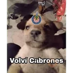 Chivas