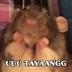 Kucing Random