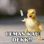 Kucing Random