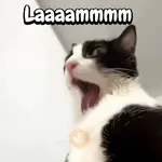 Gatos traviesos🐈🐾🐈‍⬛