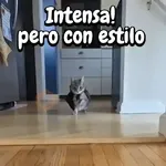 Gatos traviesos🐈🐾🐈‍⬛