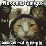 Gatos traviesos🐈🐾🐈‍⬛