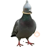 Memes