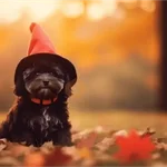 Otoño - Perritos funny 🍂🍁