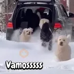 Perros para el chat🐶🐕