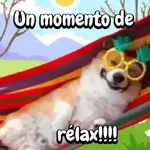 Perros para el chat🐶🐕
